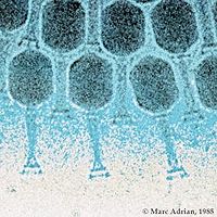 Bactériophages au microscope électronique